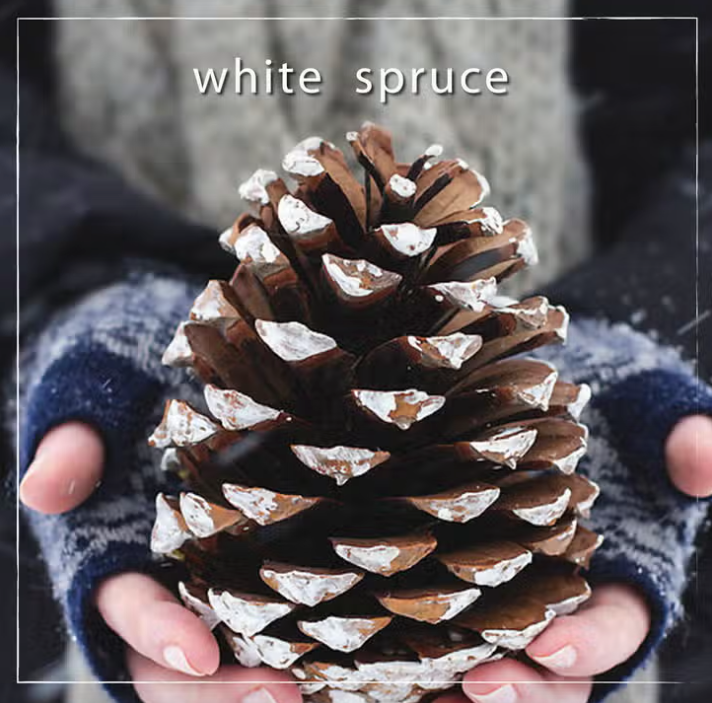 White Spruce Hand Cream